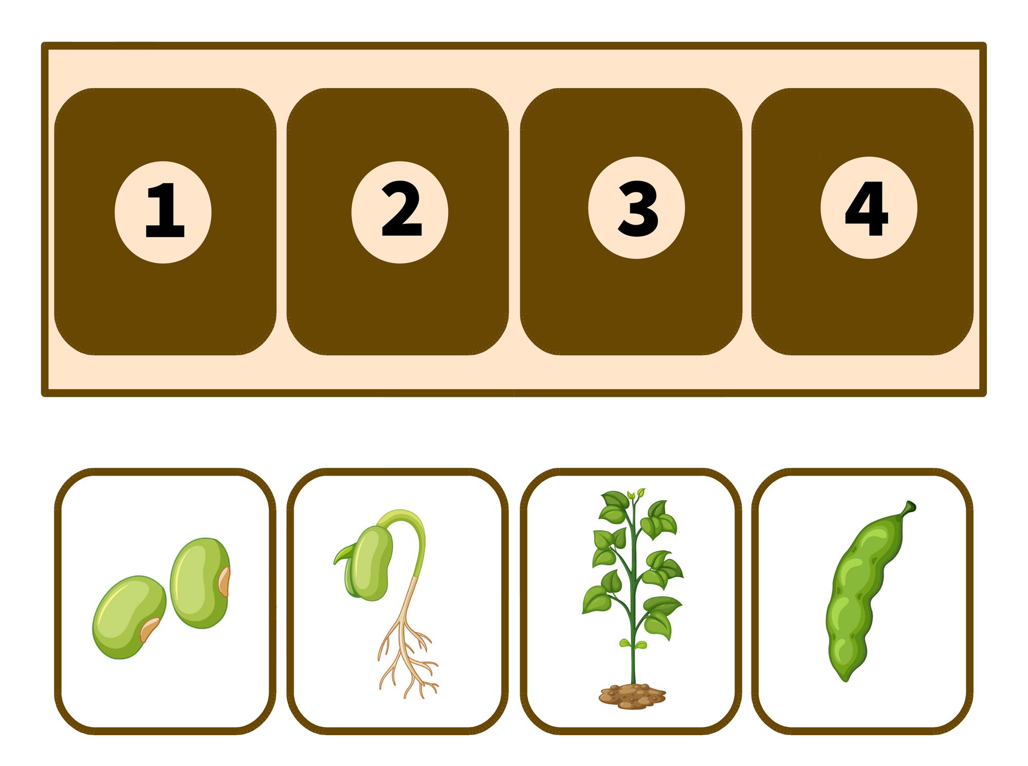 Игра собери цепочку. Этапы роста овощей для дошкольников. Жизненный цикл животных для дошкольников. Схема роста гороха для дошкольников. Жизненный цикл растений для детей.
