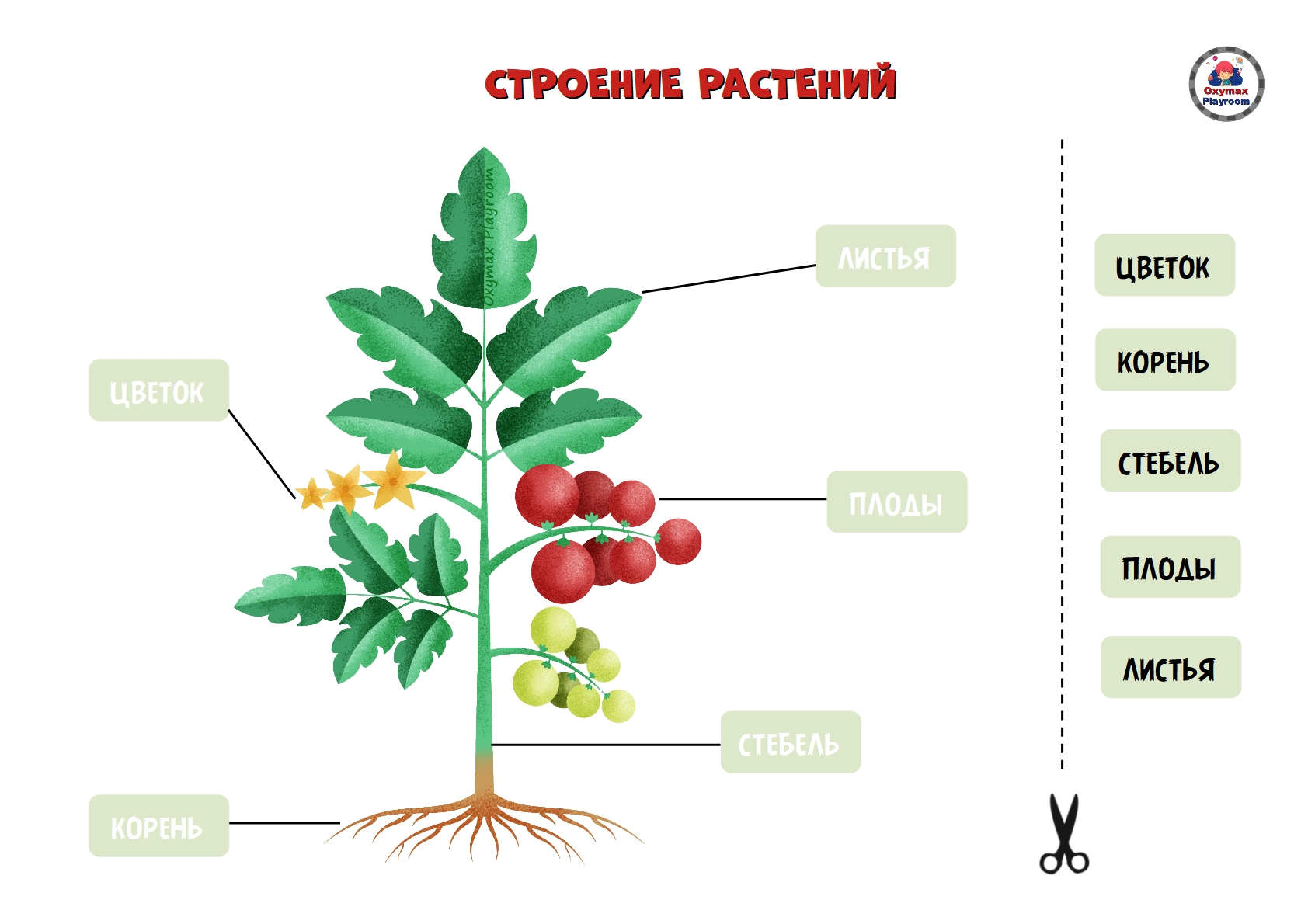 Структура растения